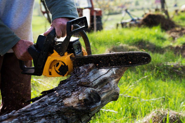 Professional Tree Removal Services in Westvale, NY