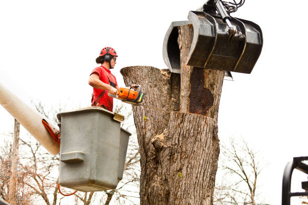 How Our Tree Care Process Works  in  Westvale, NY